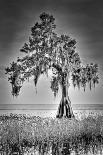 Everglades Sunset-Dennis Goodman-Photographic Print