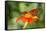 Dennis Goodman Butterfly-Dennis Goodman-Framed Stretched Canvas