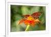 Dennis Goodman Butterfly-Dennis Goodman-Framed Photographic Print