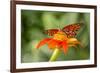 Dennis Goodman Butterfly-Dennis Goodman-Framed Photographic Print