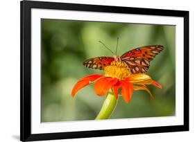 Dennis Goodman Butterfly-Dennis Goodman-Framed Photographic Print