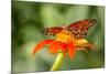 Dennis Goodman Butterfly-Dennis Goodman-Mounted Photographic Print