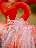 Flamingo 2-Dennis Goodman-Photographic Print