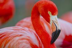 Flamingo 2-Dennis Goodman-Photographic Print