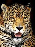 Leopard-Dennis Goodman-Photographic Print