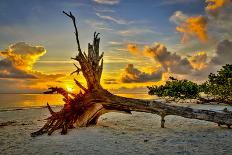 Everglades Sunset-Dennis Goodman-Photographic Print