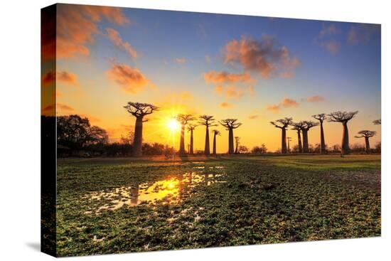 Stretched Canvas Print, , large