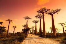 Baobab Alley Afternoon-dennisvdw-Photographic Print