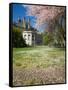 Denny Hall with Blooming Cherry Trees, University of Washington, Seattle, Washington, USA-Jamie & Judy Wild-Framed Stretched Canvas