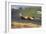 Denny Hulme, Dutch Grand Prix, Zandvoort, 1968-null-Framed Photographic Print