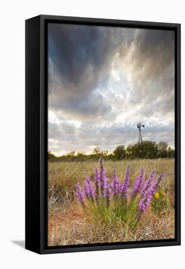 Dense Blazing Star (Liatris) and Windmill on Texas Prairie, Texas, USA-Larry Ditto-Framed Stretched Canvas