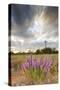 Dense Blazing Star (Liatris) and Windmill on Texas Prairie, Texas, USA-Larry Ditto-Stretched Canvas