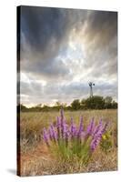 Dense Blazing Star (Liatris) and Windmill on Texas Prairie, Texas, USA-Larry Ditto-Stretched Canvas