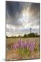 Dense Blazing Star (Liatris) and Windmill on Texas Prairie, Texas, USA-Larry Ditto-Mounted Premium Photographic Print