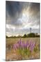 Dense Blazing Star (Liatris) and Windmill on Texas Prairie, Texas, USA-Larry Ditto-Mounted Photographic Print