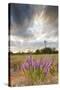 Dense Blazing Star (Liatris) and Windmill on Texas Prairie, Texas, USA-Larry Ditto-Stretched Canvas