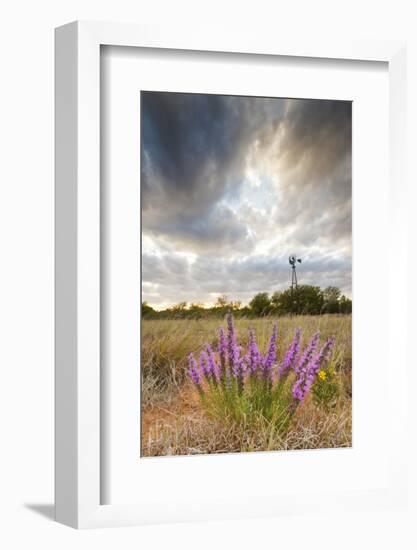 Dense Blazing Star (Liatris) and Windmill on Texas Prairie, Texas, USA-Larry Ditto-Framed Photographic Print