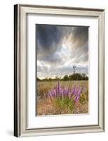 Dense Blazing Star (Liatris) and Windmill on Texas Prairie, Texas, USA-Larry Ditto-Framed Photographic Print