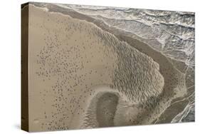 Dense Flock of Great Cormorants (Phalacrocorax Carbo) Resting on a Sandbank at Scroby Sands-Nick Upton-Stretched Canvas