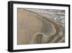 Dense Flock of Great Cormorants (Phalacrocorax Carbo) Resting on a Sandbank at Scroby Sands-Nick Upton-Framed Photographic Print