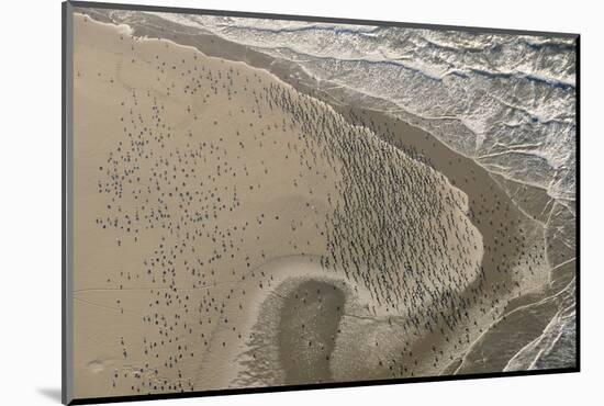 Dense Flock of Great Cormorants (Phalacrocorax Carbo) Resting on a Sandbank at Scroby Sands-Nick Upton-Mounted Photographic Print