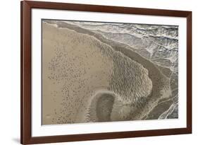 Dense Flock of Great Cormorants (Phalacrocorax Carbo) Resting on a Sandbank at Scroby Sands-Nick Upton-Framed Photographic Print