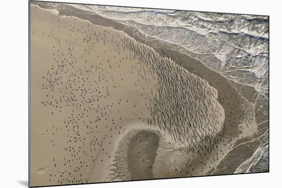 Dense Flock of Great Cormorants (Phalacrocorax Carbo) Resting on a Sandbank at Scroby Sands-Nick Upton-Mounted Photographic Print