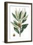 Dense Flowered Oak-Thomas Nuttall-Framed Art Print