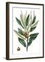 Dense Flowered Oak-Thomas Nuttall-Framed Art Print