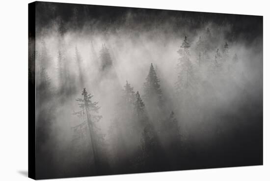 Dense fog covering the trees of forest at dawn, Italy, Europe-Roberto Moiola-Stretched Canvas