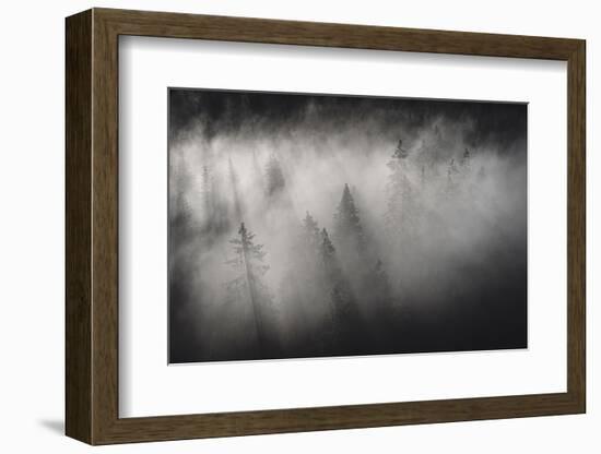 Dense fog covering the trees of forest at dawn, Italy, Europe-Roberto Moiola-Framed Photographic Print