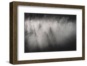 Dense fog covering the trees of forest at dawn, Italy, Europe-Roberto Moiola-Framed Photographic Print