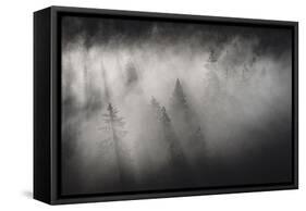 Dense fog covering the trees of forest at dawn, Italy, Europe-Roberto Moiola-Framed Stretched Canvas