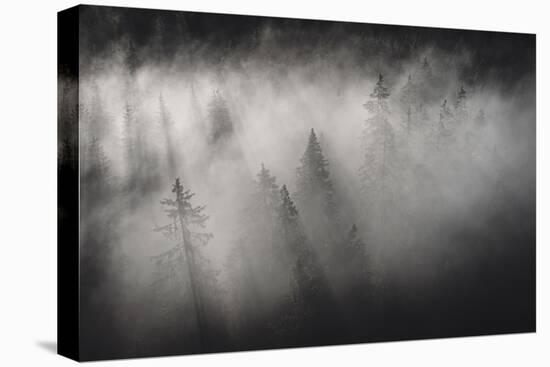 Dense fog covering the trees of forest at dawn, Italy, Europe-Roberto Moiola-Stretched Canvas