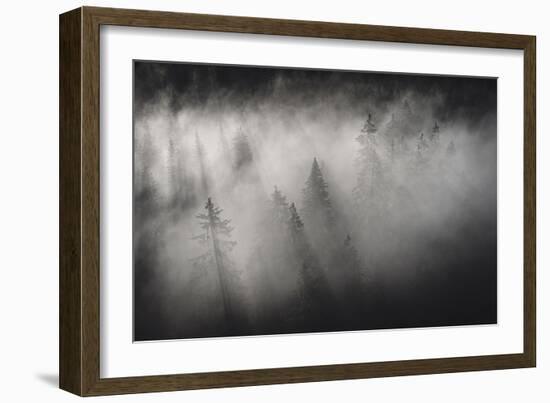 Dense fog covering the trees of forest at dawn, Italy, Europe-Roberto Moiola-Framed Photographic Print