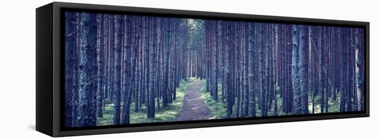 Dense Forest at Night-Anna Grigorjeva-Framed Stretched Canvas