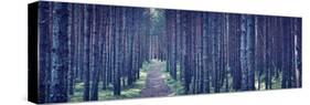 Dense Forest at Night-Anna Grigorjeva-Stretched Canvas
