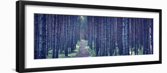 Dense Forest at Night-Anna Grigorjeva-Framed Photographic Print