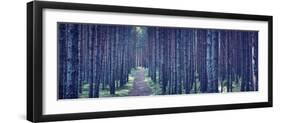 Dense Forest at Night-Anna Grigorjeva-Framed Photographic Print