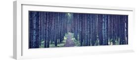 Dense Forest at Night-Anna Grigorjeva-Framed Photographic Print