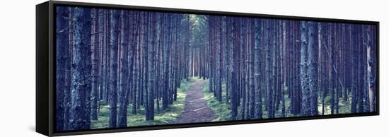 Dense Forest at Night-Anna Grigorjeva-Framed Stretched Canvas