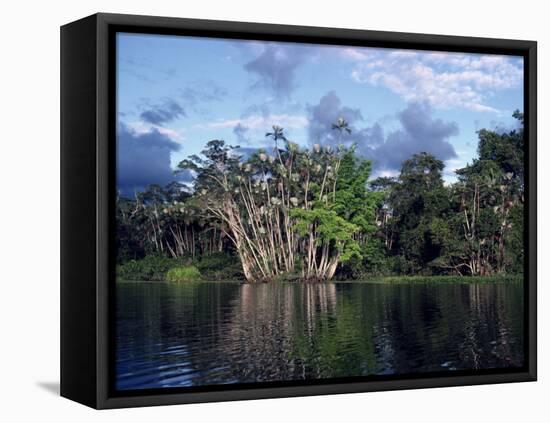 Dense Forest Bordering the Napo River, Ecuador, South America-Sassoon Sybil-Framed Stretched Canvas