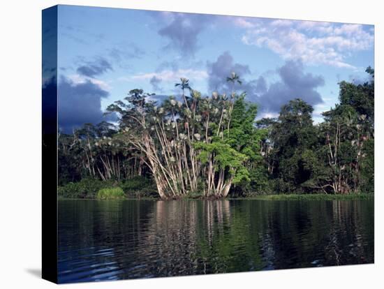 Dense Forest Bordering the Napo River, Ecuador, South America-Sassoon Sybil-Stretched Canvas