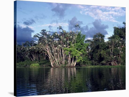 Dense Forest Bordering the Napo River, Ecuador, South America-Sassoon Sybil-Stretched Canvas