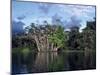 Dense Forest Bordering the Napo River, Ecuador, South America-Sassoon Sybil-Mounted Photographic Print