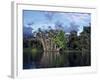 Dense Forest Bordering the Napo River, Ecuador, South America-Sassoon Sybil-Framed Photographic Print