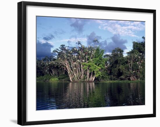 Dense Forest Bordering the Napo River, Ecuador, South America-Sassoon Sybil-Framed Photographic Print