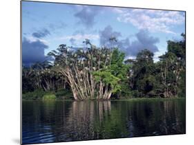 Dense Forest Bordering the Napo River, Ecuador, South America-Sassoon Sybil-Mounted Photographic Print