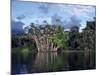 Dense Forest Bordering the Napo River, Ecuador, South America-Sassoon Sybil-Mounted Photographic Print