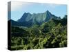 Dense Forests and Mountain Ppeaks, Rarotonga, Cook Islands, Polynesia-D H Webster-Stretched Canvas